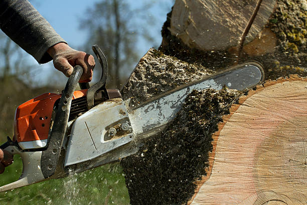 Best Local Tree Services  in Sun Prairie, WI